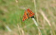 Comma (Polygonia c-album)